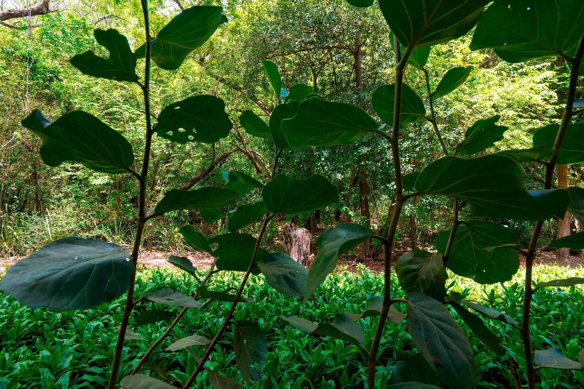 Suite Superior King Bed