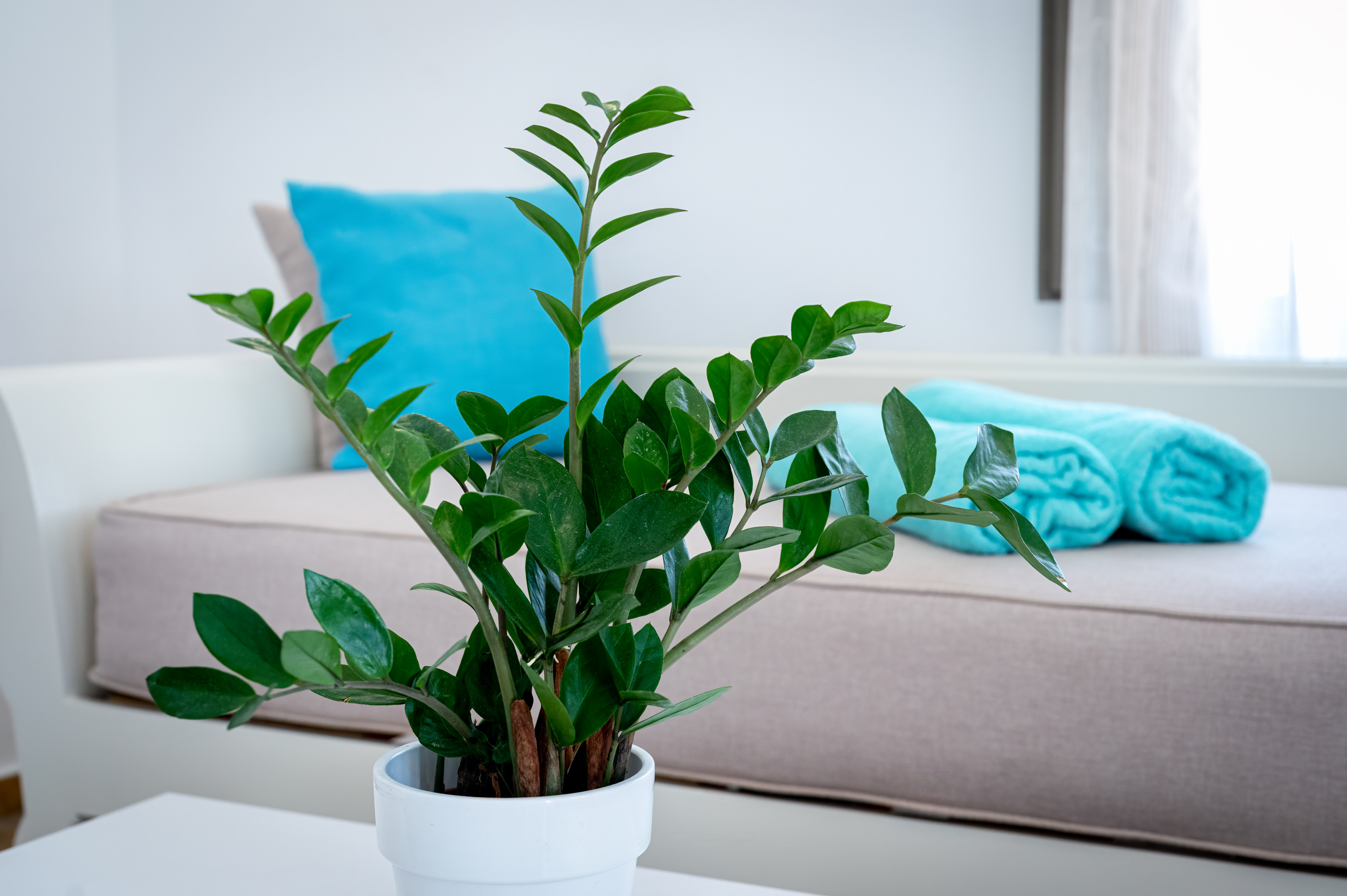 Suite Superior Pool View