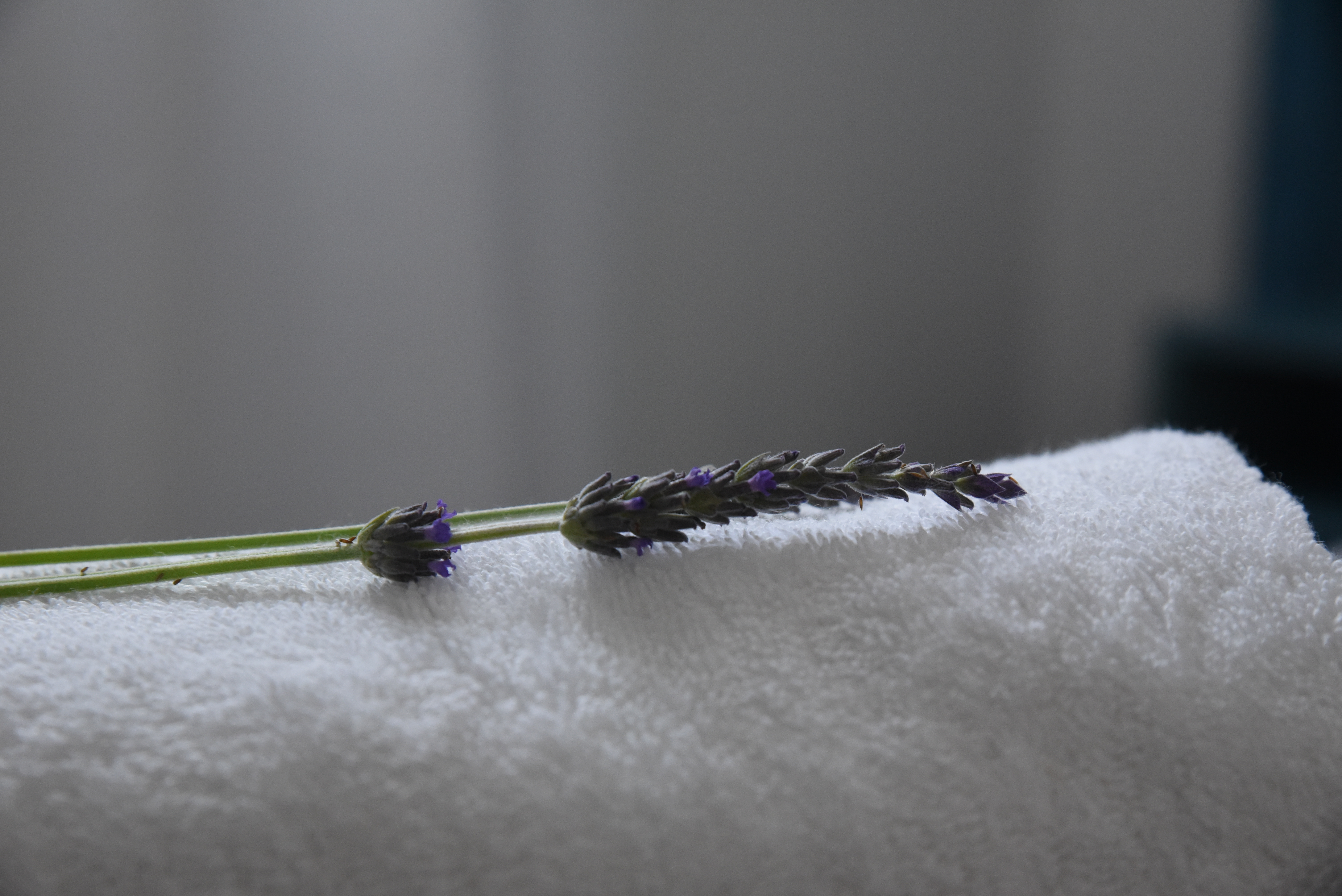 Apartment One Bedroom