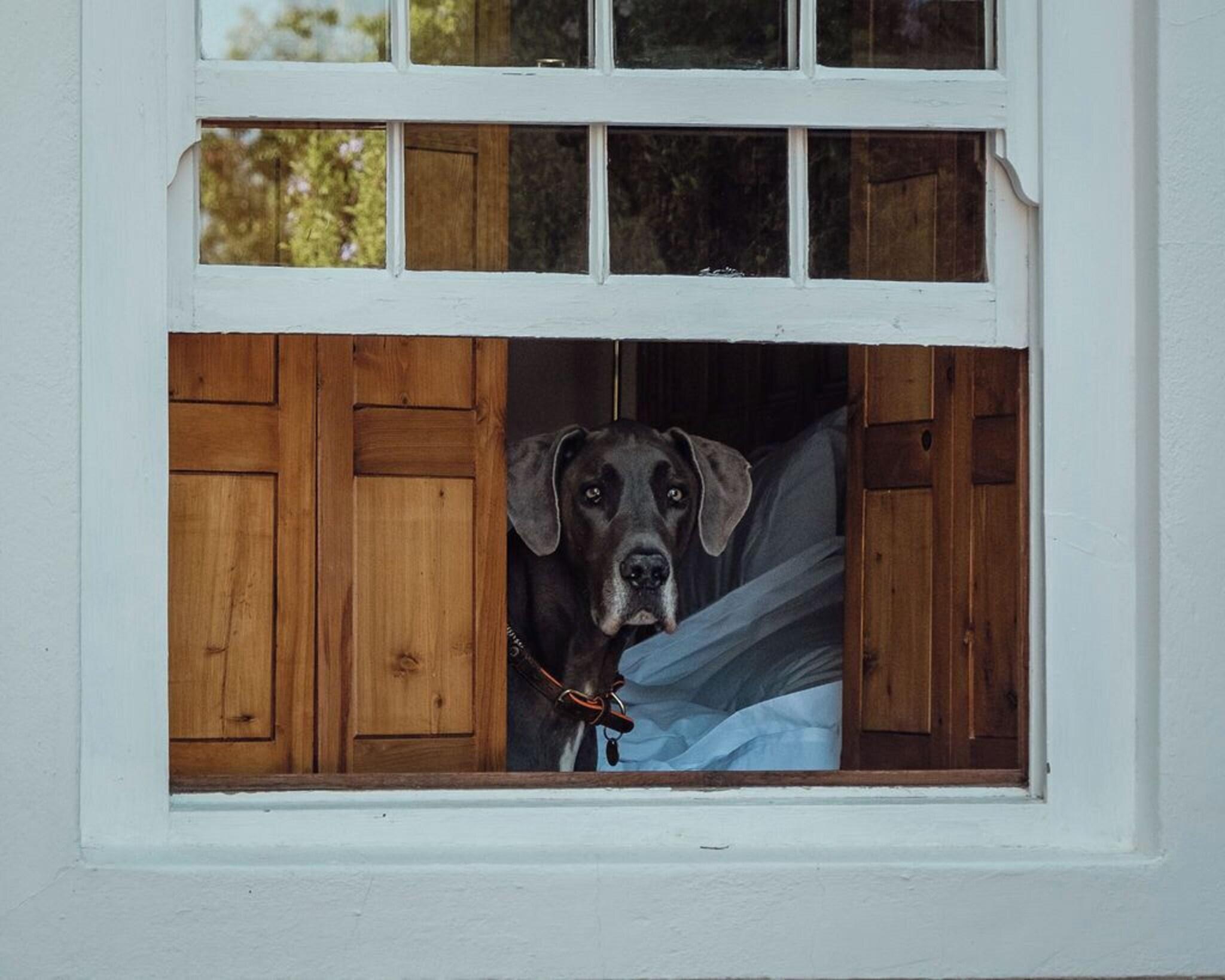 Suite Pool View King Bed