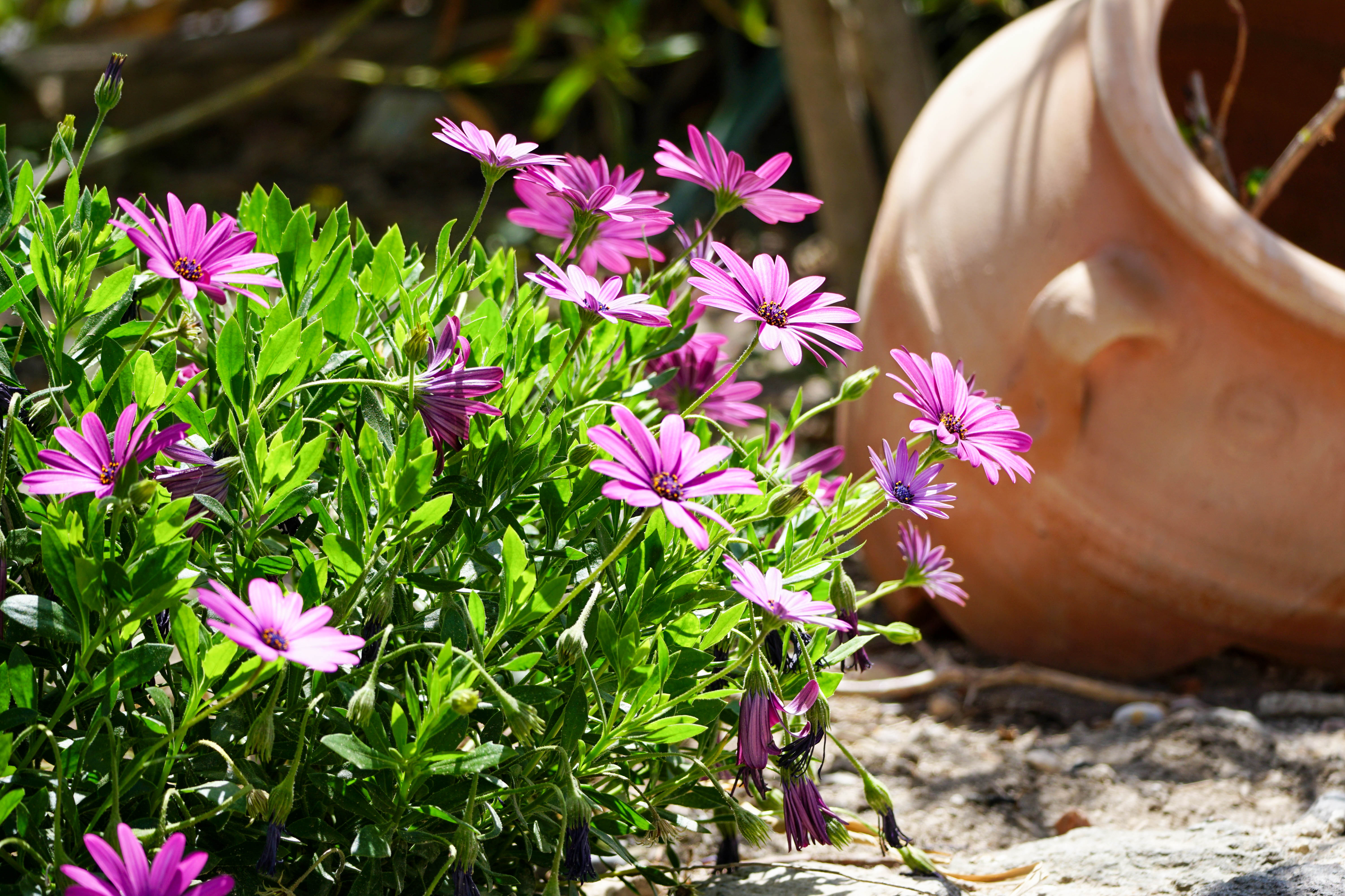 Villa Three Bedrooms with Private Pool